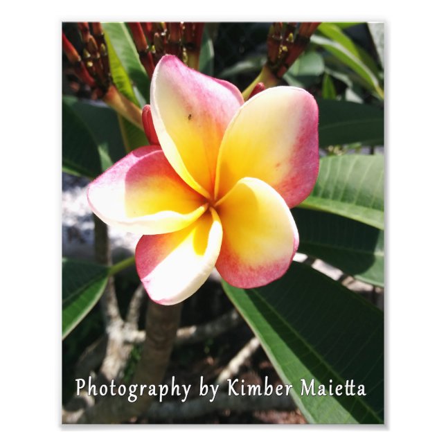 8x10 Druck - Rosa und gelbe Plumeria (Vorne)