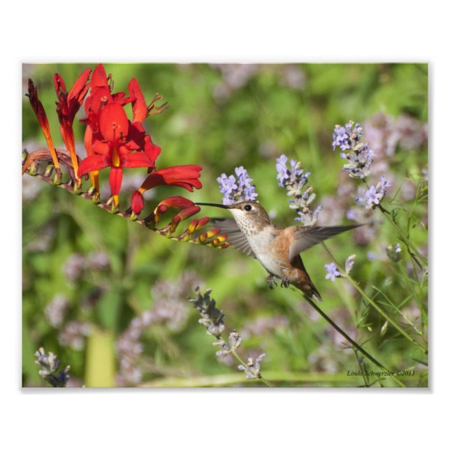 8X10 Hummingbird Lovers Delight Fotodruck (Vorne)