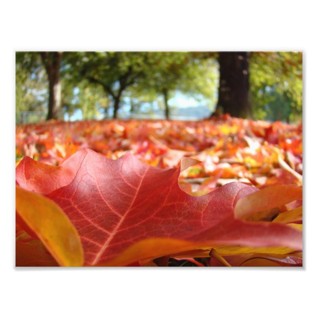 8x10 Kunstdrucke Naturfotografie-Herbstlaube Fotodruck (Vorne)