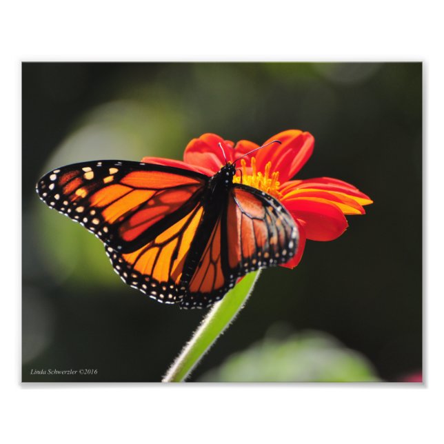 8X10 Monarchschmetterling Fotodruck (Vorne)