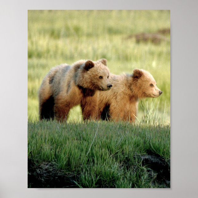 8x10 Plakatpapier (Matte) aus Grizzlybärchen Poster (Vorne)