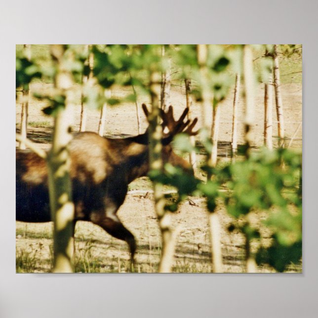 8x10 Poster Paper (Matte) d'orignal (Devant)