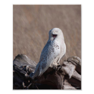 8X10 Schneeauwl lacht! Fotodruck