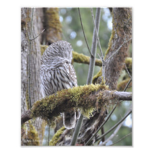 8X10 Sperrschale auf einer Mossy-Zweigstelle Fotodruck