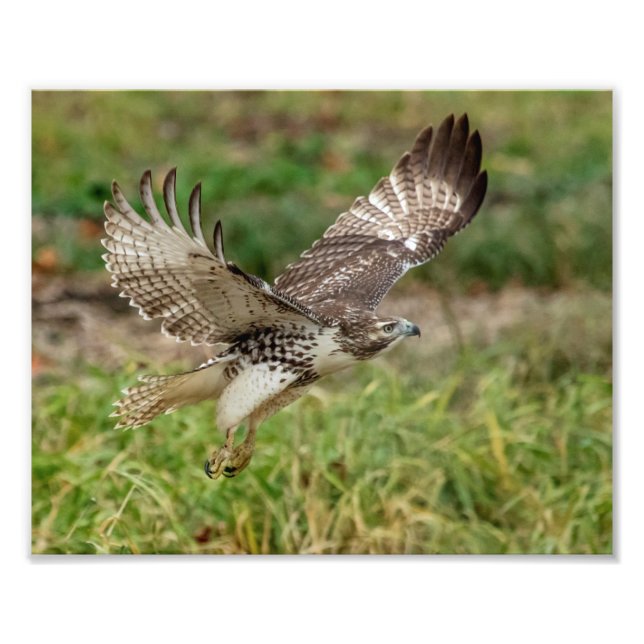 8x10 Ungetümliche Rotschwanzfalken Fotodruck (Vorne)
