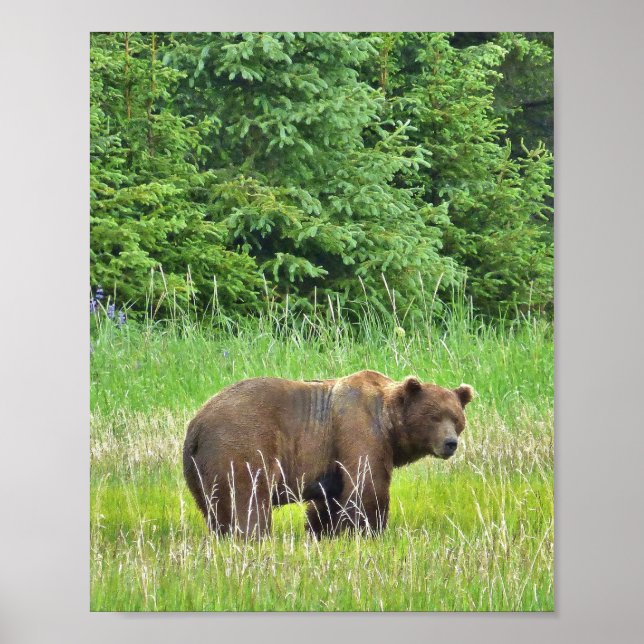 8x10 Value Poster Paper (Matte) mit Grizzlybär (Vorne)