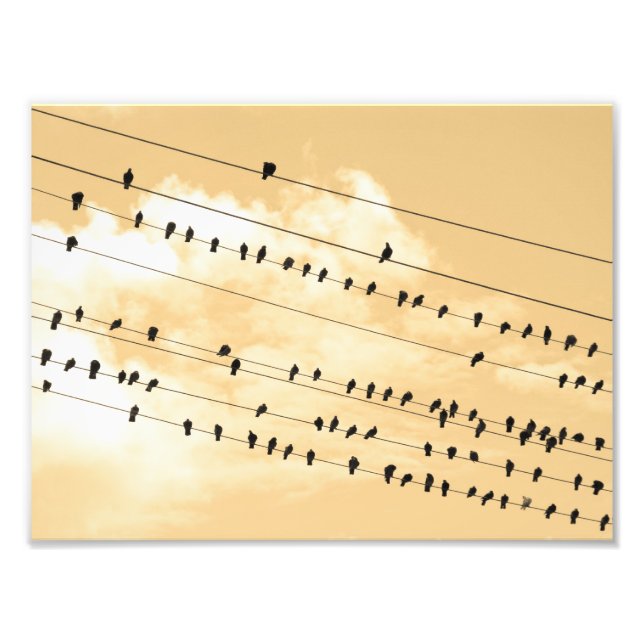 91(1) Vögel Fotodruck (Vorne)