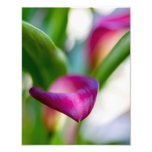 9324-Rote Calla Lily Fotodruck