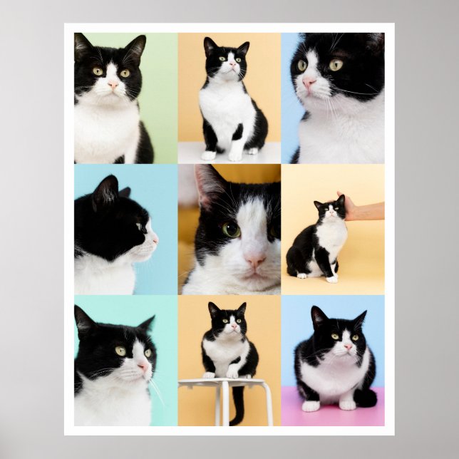 9 Foto Moderner Katzenkatze Poster (Vorne)