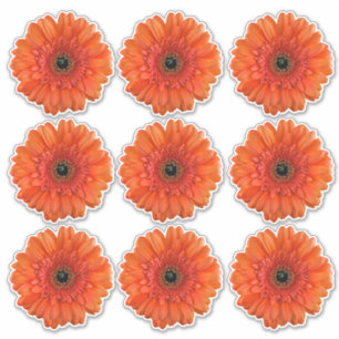 9 Orange Gerbera-Daisy-Blumen-Kiss-Cut-Aufkleber Aufkleber