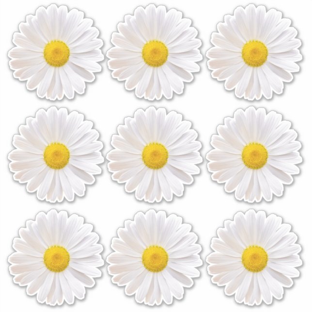 9 Stickers Shasta Daisy Flower Kiss-Cut (Devant)