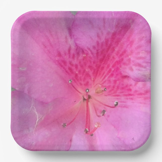 9 Zoll Platz Pappteller (Vorderseite)