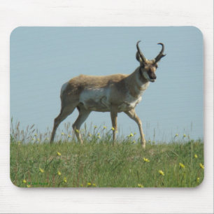 A10 Gabelantilope und Wildblumen Mousepad