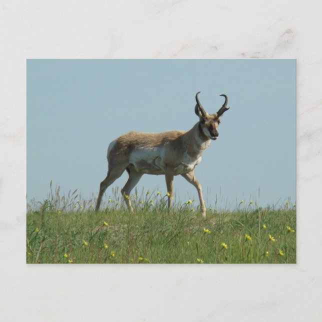 A10 Pronghorn Antelope und Wildblumen Postkarte (Vorderseite)