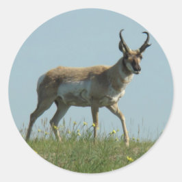 A10 Pronghorn Antelope Walking Drei Wildblumen Runder Aufkleber