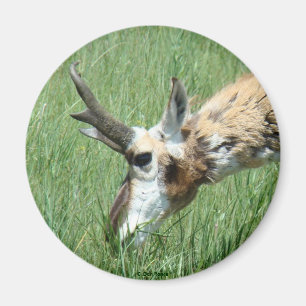 A11 Gabelbock grast Magnet