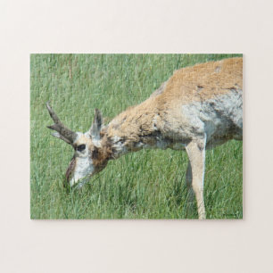 A11 Gabelbock-Weidegang