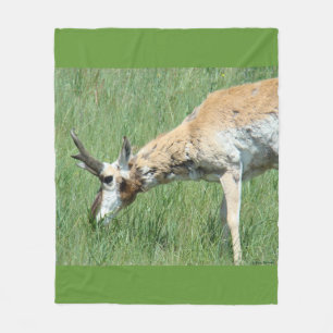 A11 Pronghorn Antelope Buck Grazing Fleecedecke
