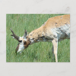 A11 Pronghorn Antelope Buck Grazing Postkarte