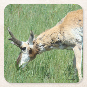 A11 Pronghorn Antelope Buck Grazing Rechteckiger Pappuntersetzer