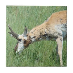 A11 Pronghorn Antelope Grazing Fliese