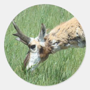 A11 Pronghorn Antelope Grazing Runder Aufkleber