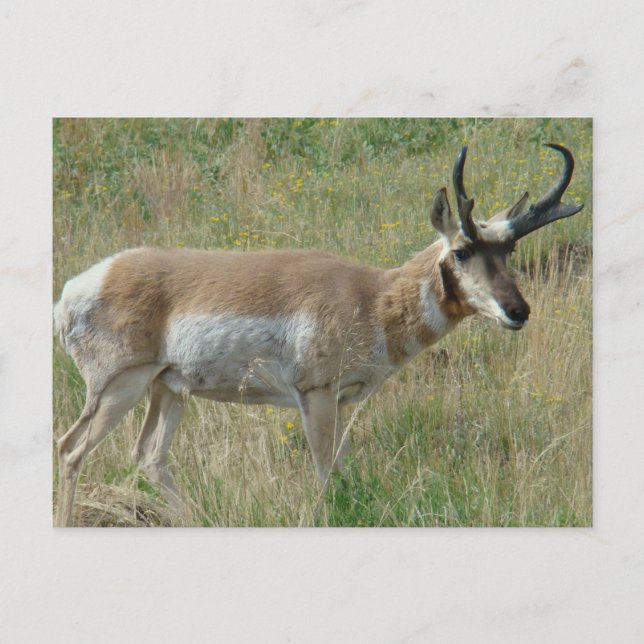 A12 Gabelbockbock Postkarte (Vorderseite)