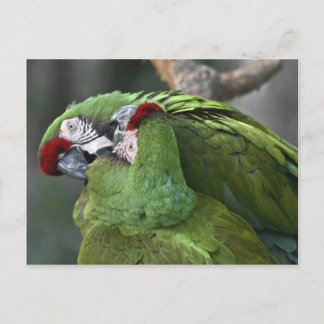 A12 Parot Couple Postcard Postkarte