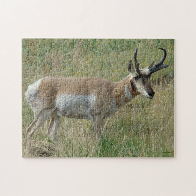 A12 Pronghorn Antelope Buck (Horizontal)