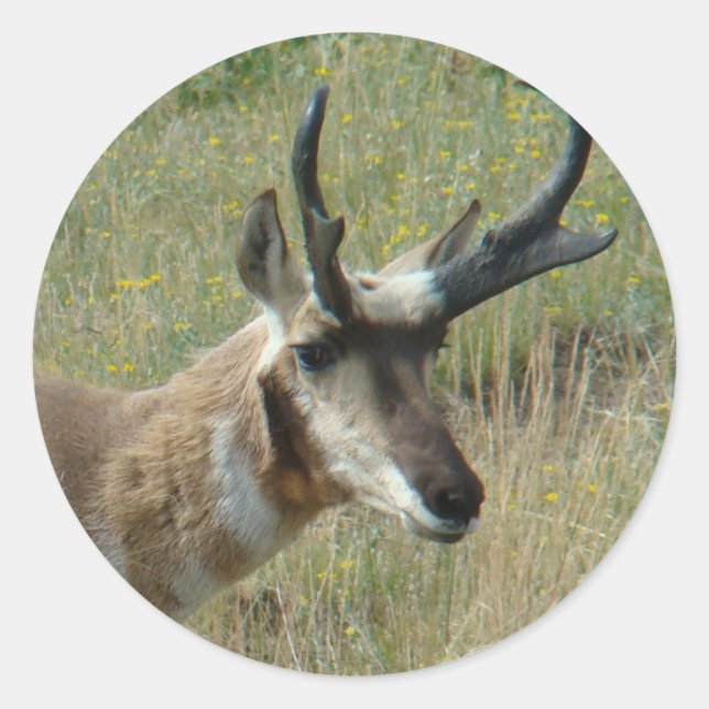 A12 Pronghorn Antelope Buck Runder Aufkleber (Vorderseite)