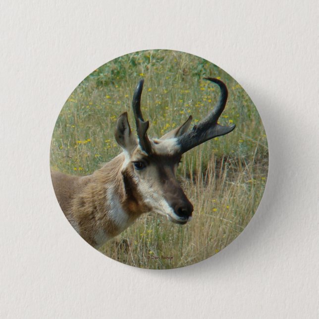 A12 Pronghorn Antelope Button (Vorderseite)