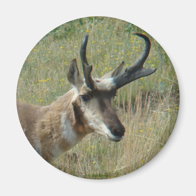 A12 Pronghorn Antelope Head Shot Magnet (Vorne)