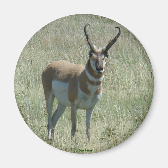A13 Gabelbock Großer Bock Magnet (Vorne)