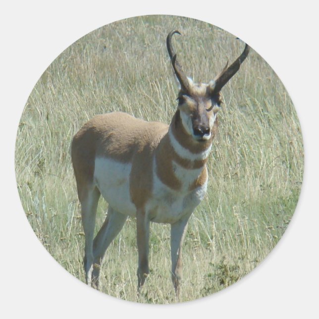 A13 Pronghorn Antelope Runder Aufkleber (Vorderseite)