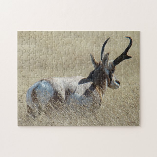 A14 Pronghorn Antelope Sunshine Buck (Horizontal)