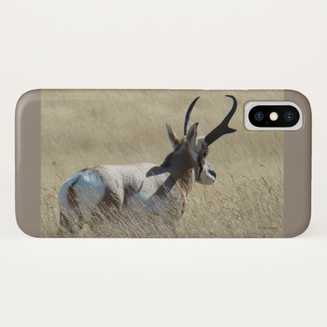 A14 Pronghorn Antelope Sunshine Buck Case-Mate iPhone Hülle (Rückseite (Horizontal))