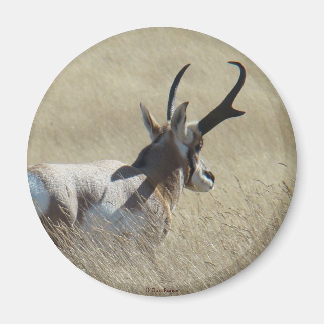 A14 Pronghorn Antelope Sunshine Buck Magnet (Vorne)