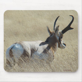 A14 Pronghorn Antelope Sunshine Buck Mousepad