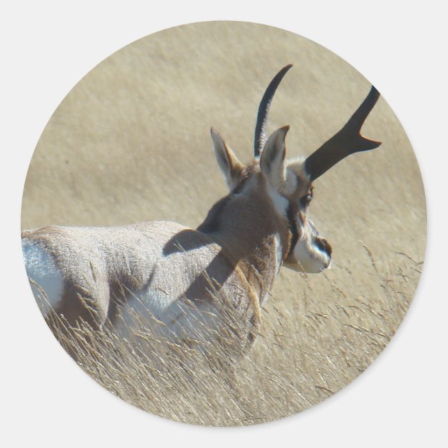 A14 Pronghorn Antelope Sunshine Buck Runder Aufkleber (Vorderseite)