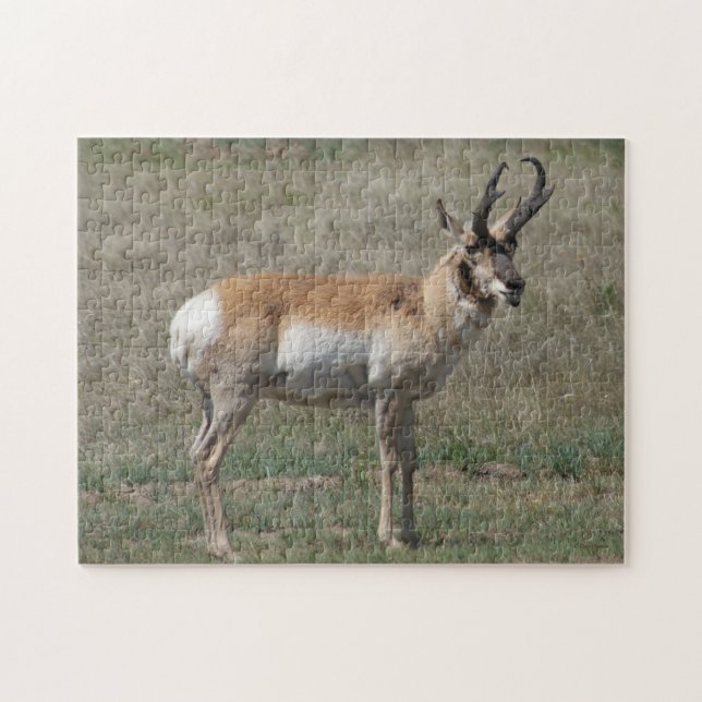 A15 Pronghorn Antelope Rude Buck (Horizontal)