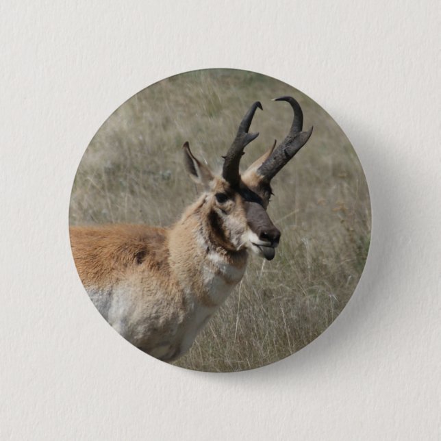 A15 Pronghorn Antelope Rude Buck Button (Vorderseite)