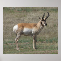 A15 Pronghorn Antelope Rude Buck