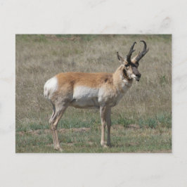 A15 Pronghorn Antelope Rude Buck Postkarte