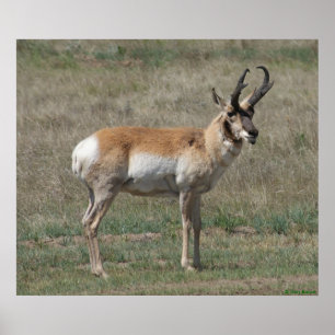 A15 Pronghorn Antilopen-unhöflicher Dollar Poster