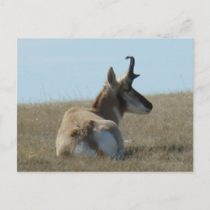 A16 Gabelbock-Schlaf Postkarte