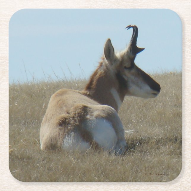 A16 Pronghorn Antelope Napping Buck Rechteckiger Pappuntersetzer (Vorderseite)