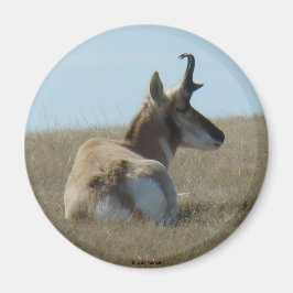 A16 Pronghorn Antelope Napping Magnet
