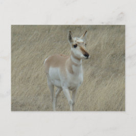 A17 Young Pronghorn Antelope Postkarte