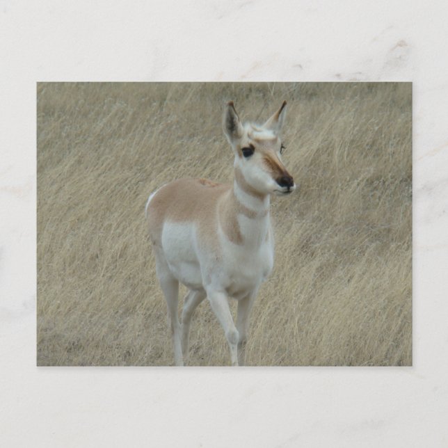 A17 Young Pronghorn Antelope Postkarte (Vorderseite)