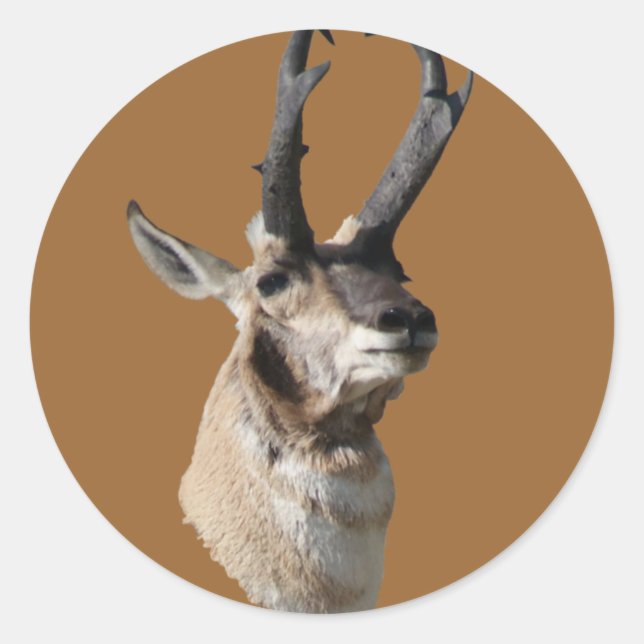 A18 Pronghorn Antelope Buck Shot Runder Aufkleber (Vorderseite)